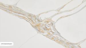 Кварцевый камень Noblle Quartz Q703 Calacatta Borghini